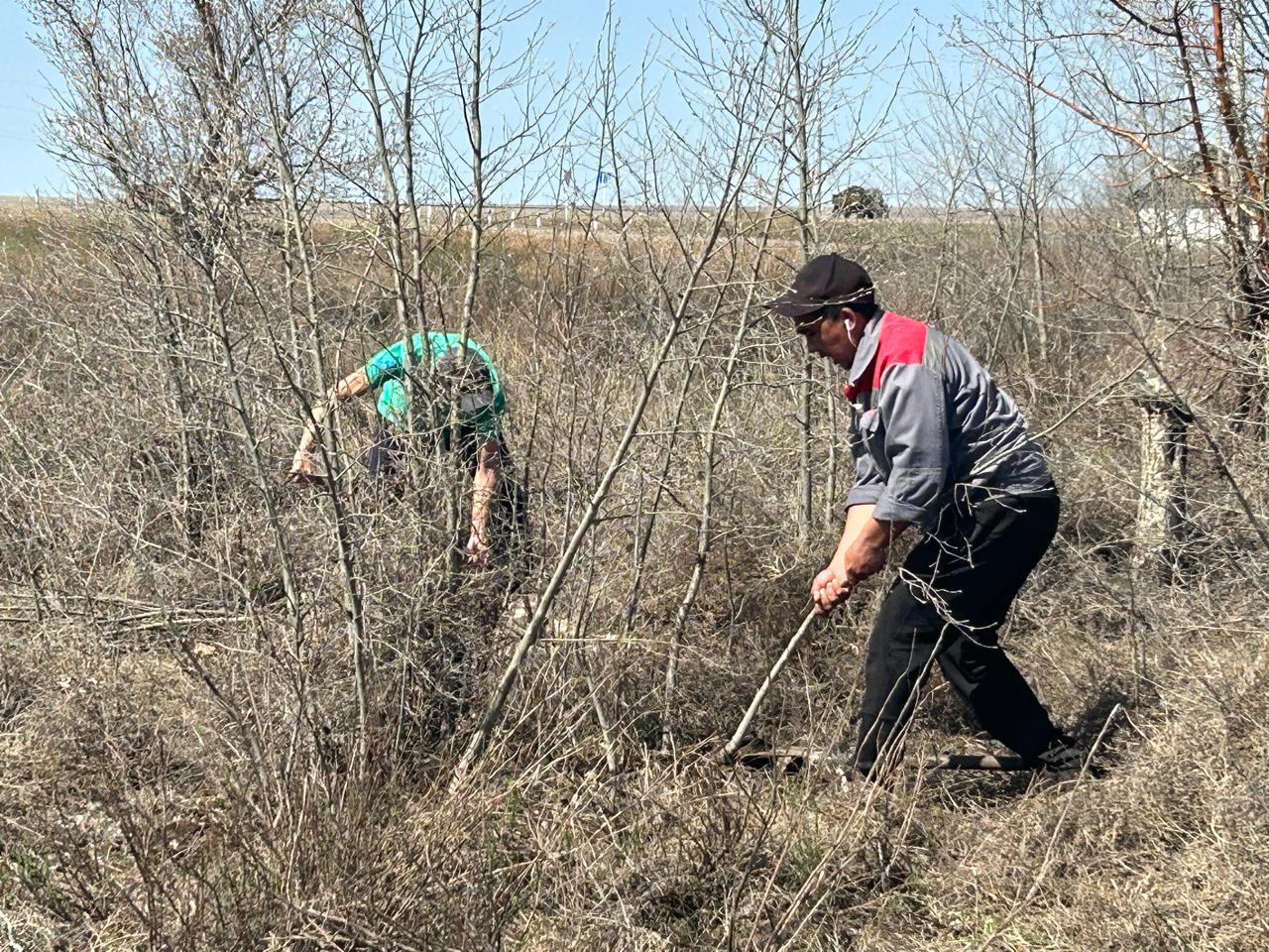 100 шт тал  көшеттер отырғызылды. 