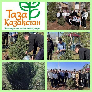 посадка деревьев  на территории школы