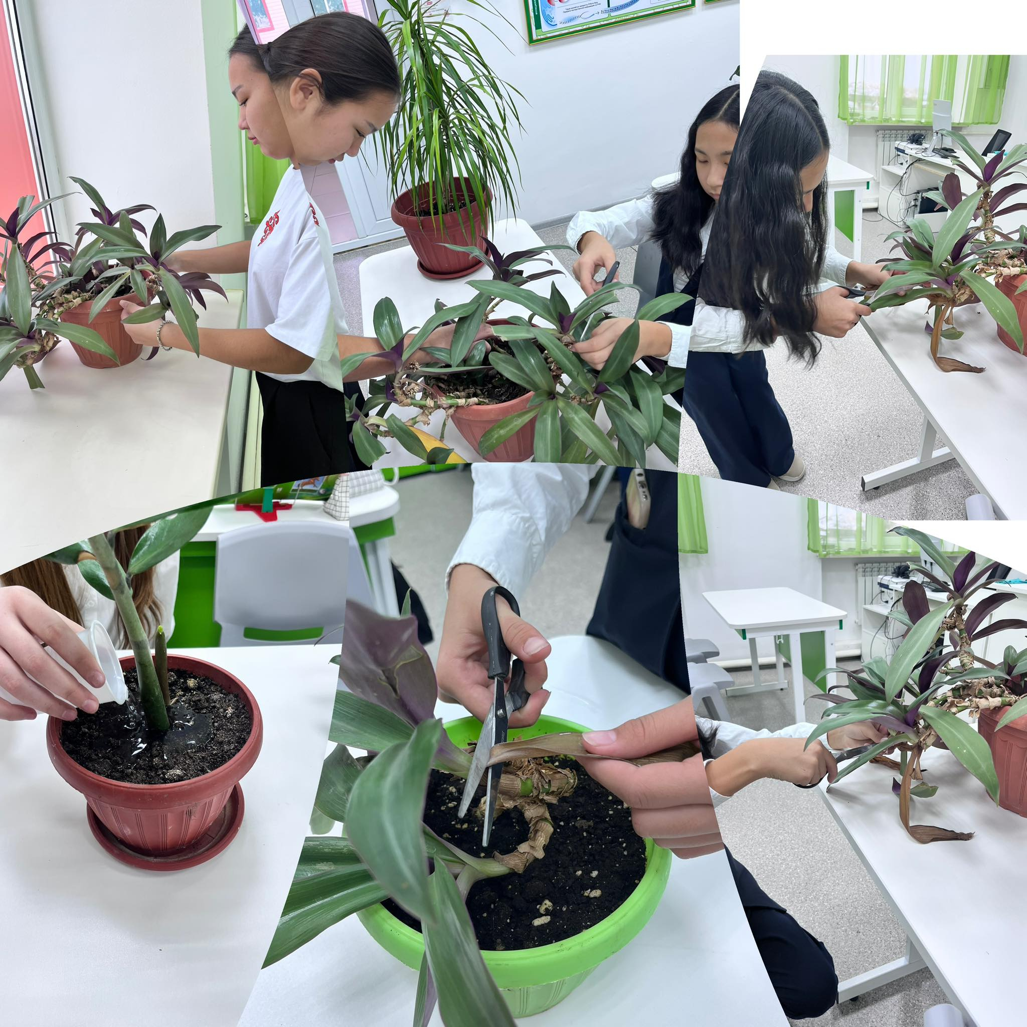 «Жасыл клуб» жобасы аясында Міржақып Дулатұлы атындағы ЖББМ оқушылары мектеп ішіндегі гүлдерге күнделікті күтім жасап, олардың өсу процесін бақылап, зерттеу жұмыстарын жүргізеді. Бұл жұмыс барысында олар өсімдіктерді баптауды үйреніп, табиғатпен жақын бай